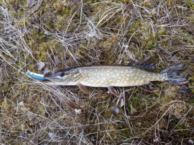 Northern Pike ×2