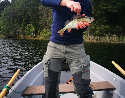 Eurasian perch — Galvė