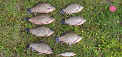 Prussian carp ×7
