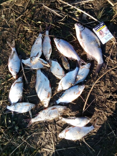 Silver Bream