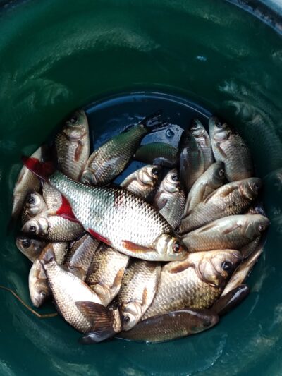 Prussian carp — Apaščia
