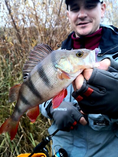 Eurasian perch