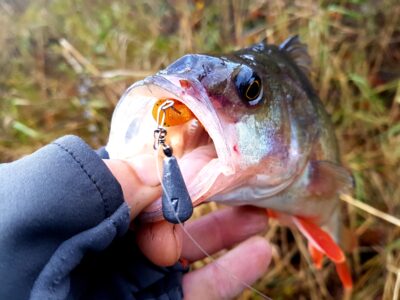 Eurasian perch