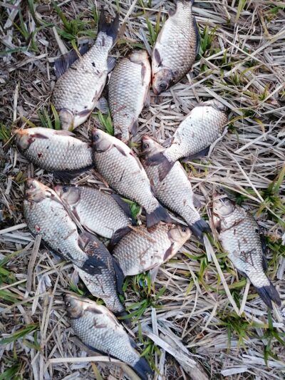 Prussian carp