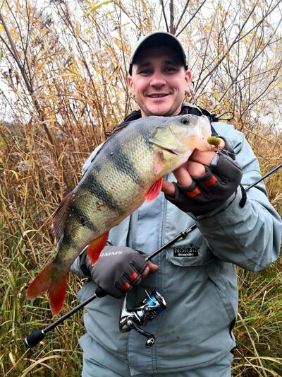 Eurasian perch