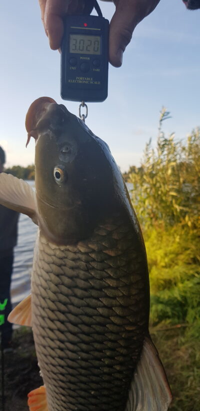 Mirror carp