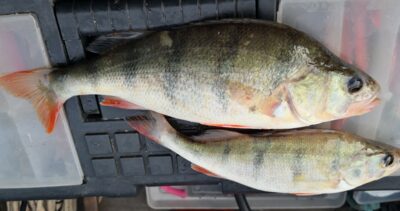 Eurasian perch, 0.5 kg — Kuršių