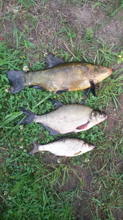 Tench, 1.1 kg — Ekrano gamyklos