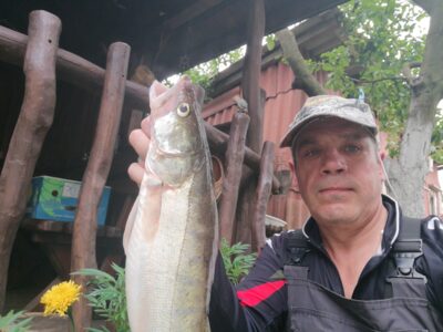 Pike perch, 1.5 kg — Kuršių