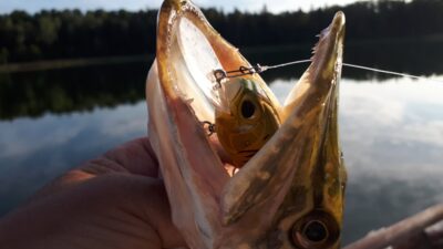 Northern Pike, 0.9 kg — Zaduojys