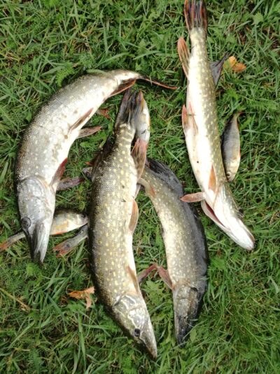 Northern Pike ×4