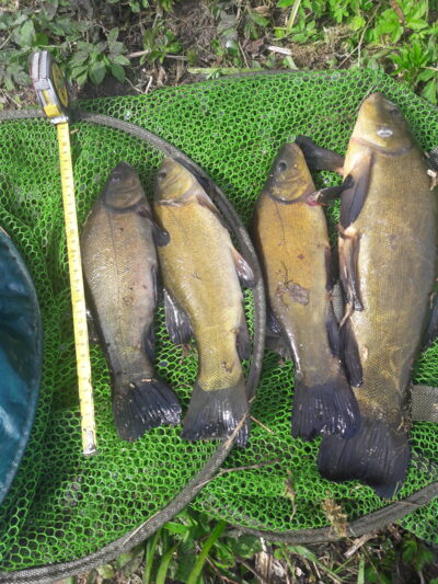Tench ×4 — Užvenčio