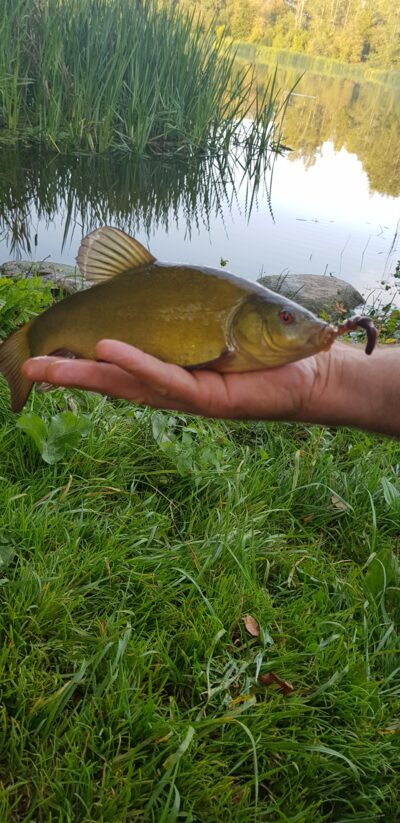 Tench