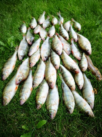 Eurasian perch ×39 — Kuršių