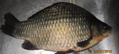 Prussian carp, 0.6 kg