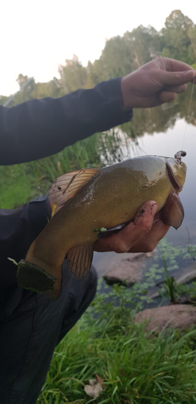 Tench