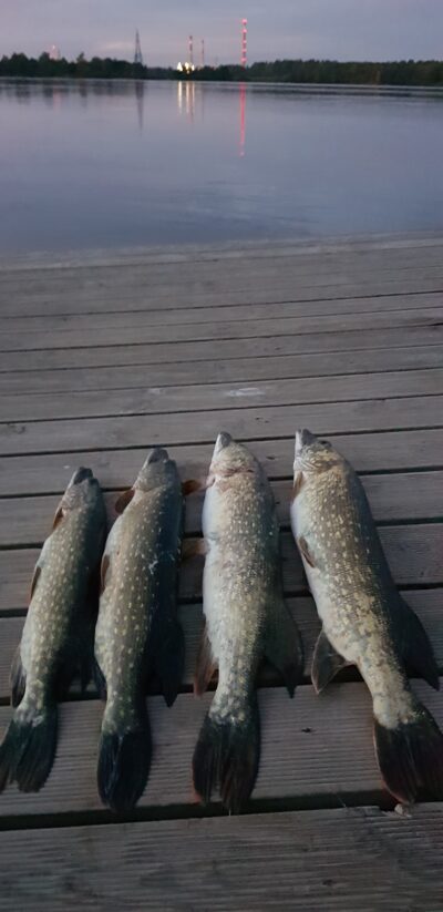 Northern Pike