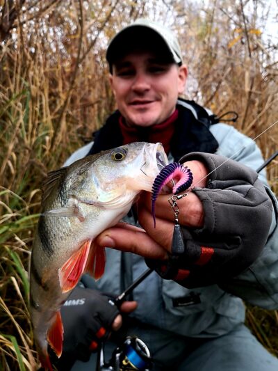 Eurasian perch