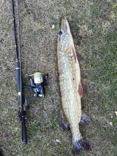 Northern Pike, 1.8 kg