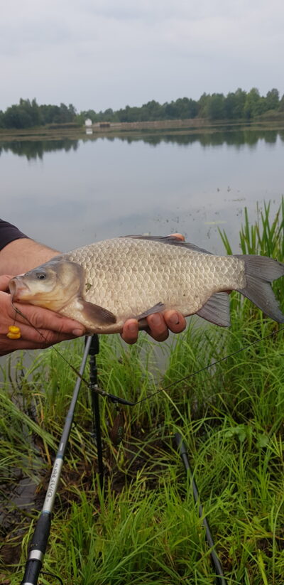 Crucian carp