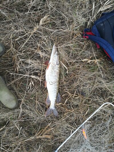 Northern Pike