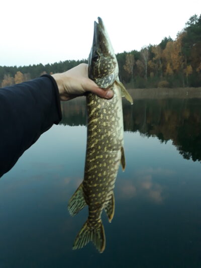 Northern Pike, 1.2 kg