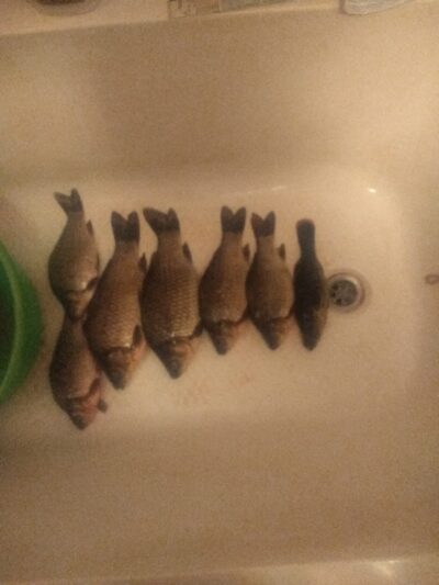 Prussian carp ×6