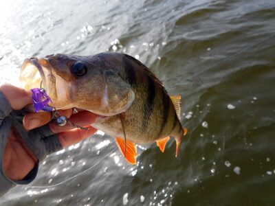 Eurasian perch