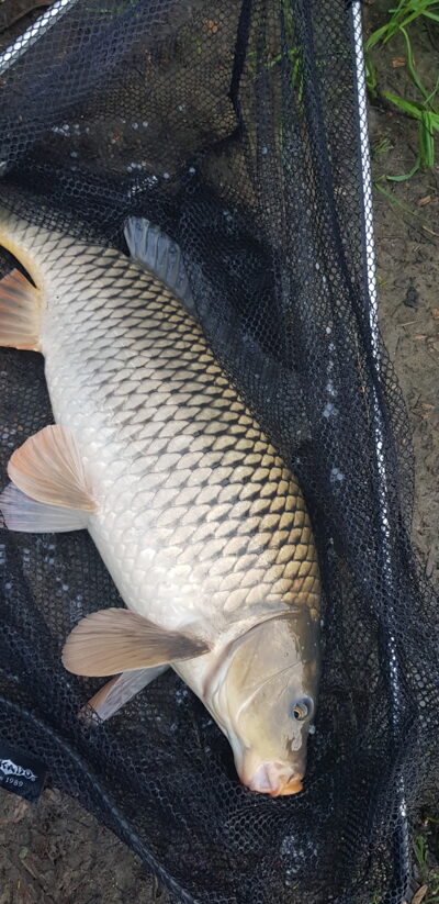 Carp