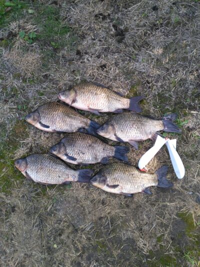 Prussian carp ×6 — Dvariukų