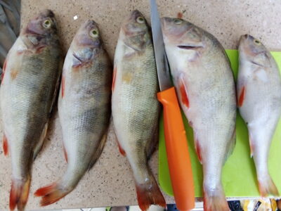 Eurasian perch ×5