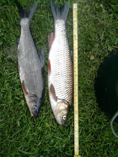 chub — Apaščia