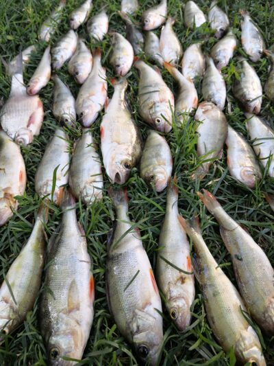 Eurasian perch ×42 — Kuršių