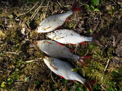 Roach ×4
