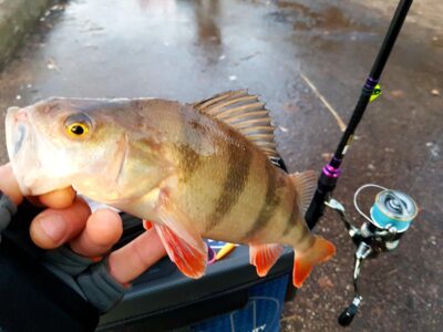 Eurasian perch