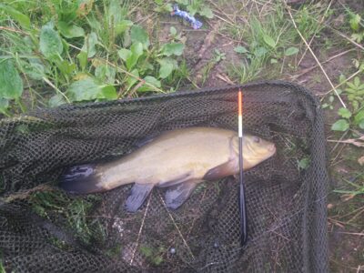 Tench, 0.5 kg