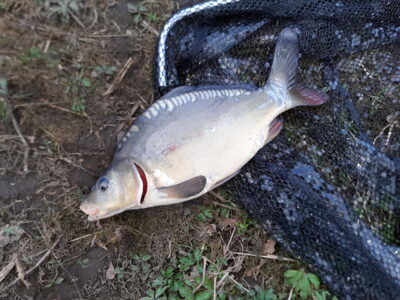 Mirror carp, 1.3 kg — Kelpšaičių