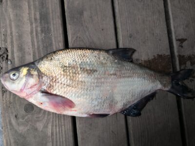 Carp bream, 2.0 kg — Kuršių