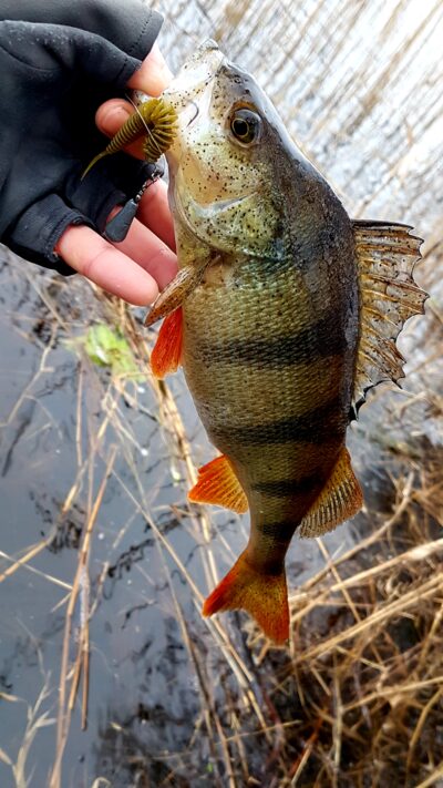 Eurasian perch