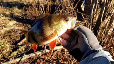 Eurasian perch