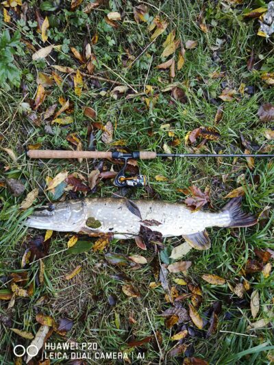 Northern Pike, 3.5 kg — Voverių