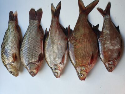 Carp bream ×3