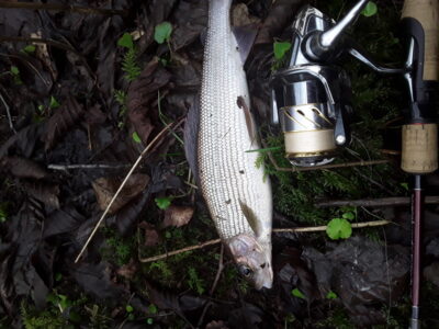 Grayling, 0.4 kg