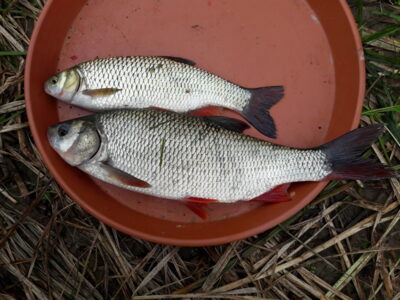 chub ×2 — Neman River