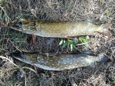Northern Pike — Švainikų