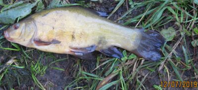 Tench ×2