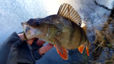 Eurasian perch
