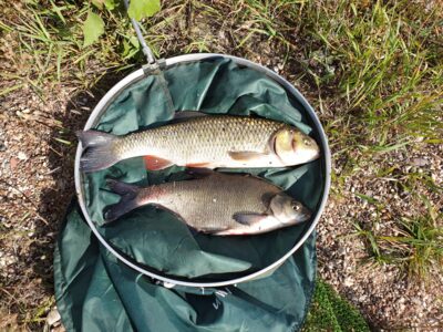 chub — Neman River
