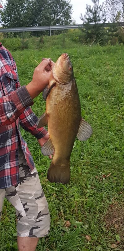 Tench, 2.1 kg — Alaušas