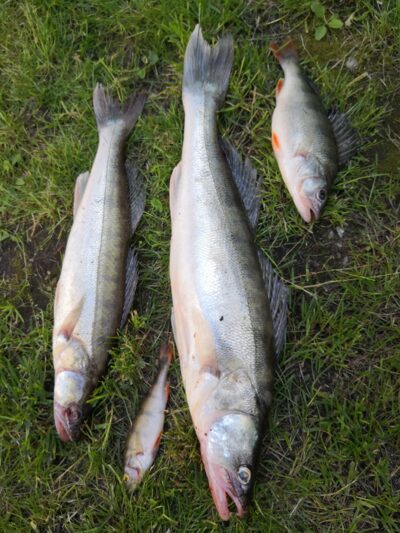 Pike perch ×2 — Kuršių